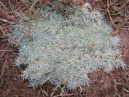 Kewa arenicola (Kewa arenicola)