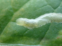 Phytomyza syngenesiae