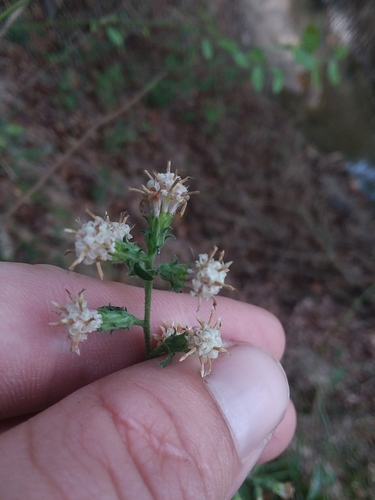 Image of Brintonia discoidea by (c) Will McFarland, some rights reserved (CC BY)