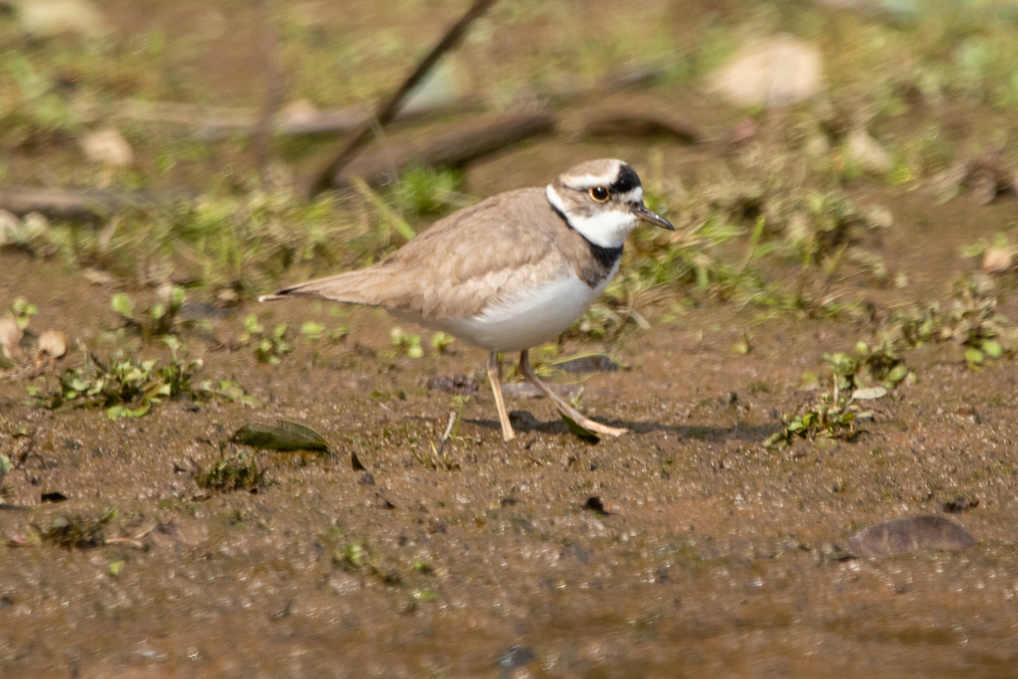 Charadrius placidus J.E.Gray & G.R.Gray, 1863