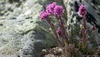 Alpine Catchfly - Photo (c) Eivind Kvamme, some rights reserved (CC BY-NC)