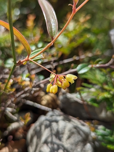 Smilax elongatoumbellata (Smilax elongatoumbellata)