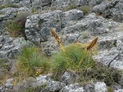 Aciphylla squarrosa squarrosa