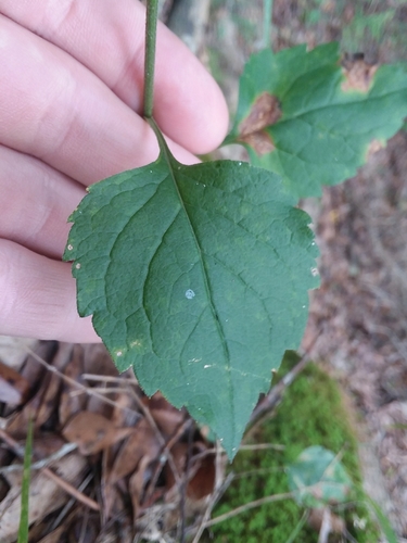 Image of Brintonia discoidea by (c) Will McFarland, some rights reserved (CC BY)