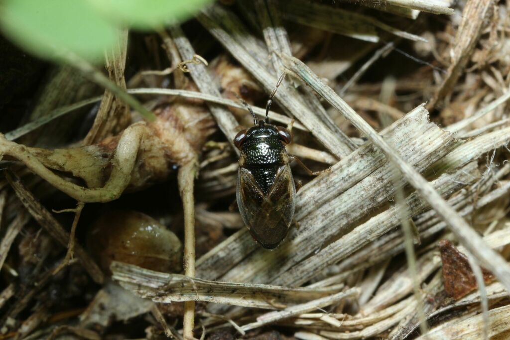 Geocoris proteus