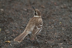 Mimus parvulus
