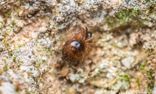 Anatolidion gentile