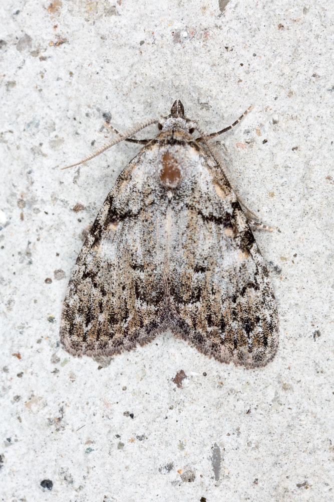 Small Black Arches