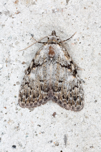 Small Black Arches