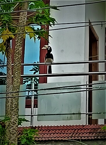 Oriental Pied Hornbill