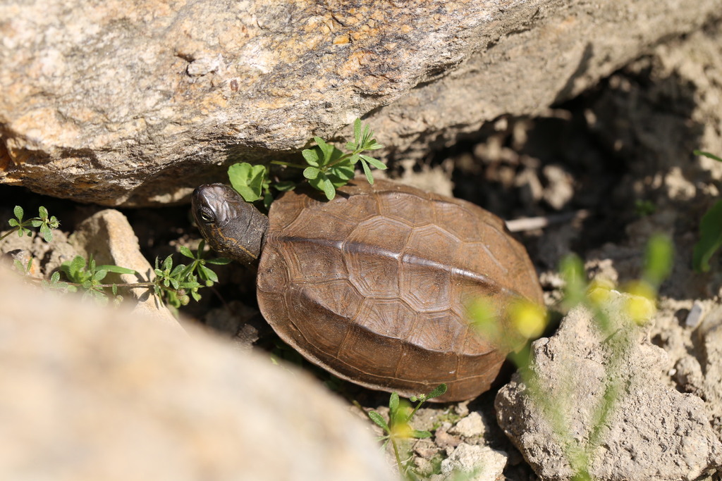 Rùa đầm Trung Quốc