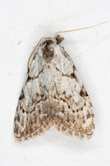 Nola confusalis