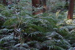 Diplopterygium glaucum