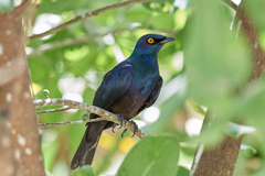 Black-Bellied Starling photo 2