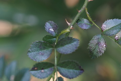 Rosa lucieae
