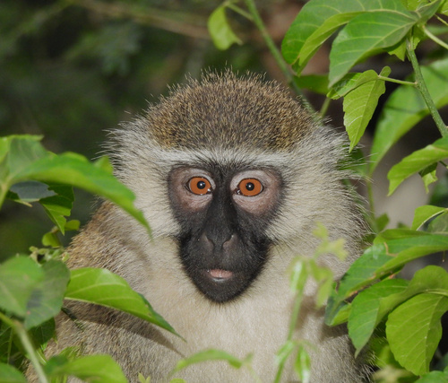Tantalus Monkey