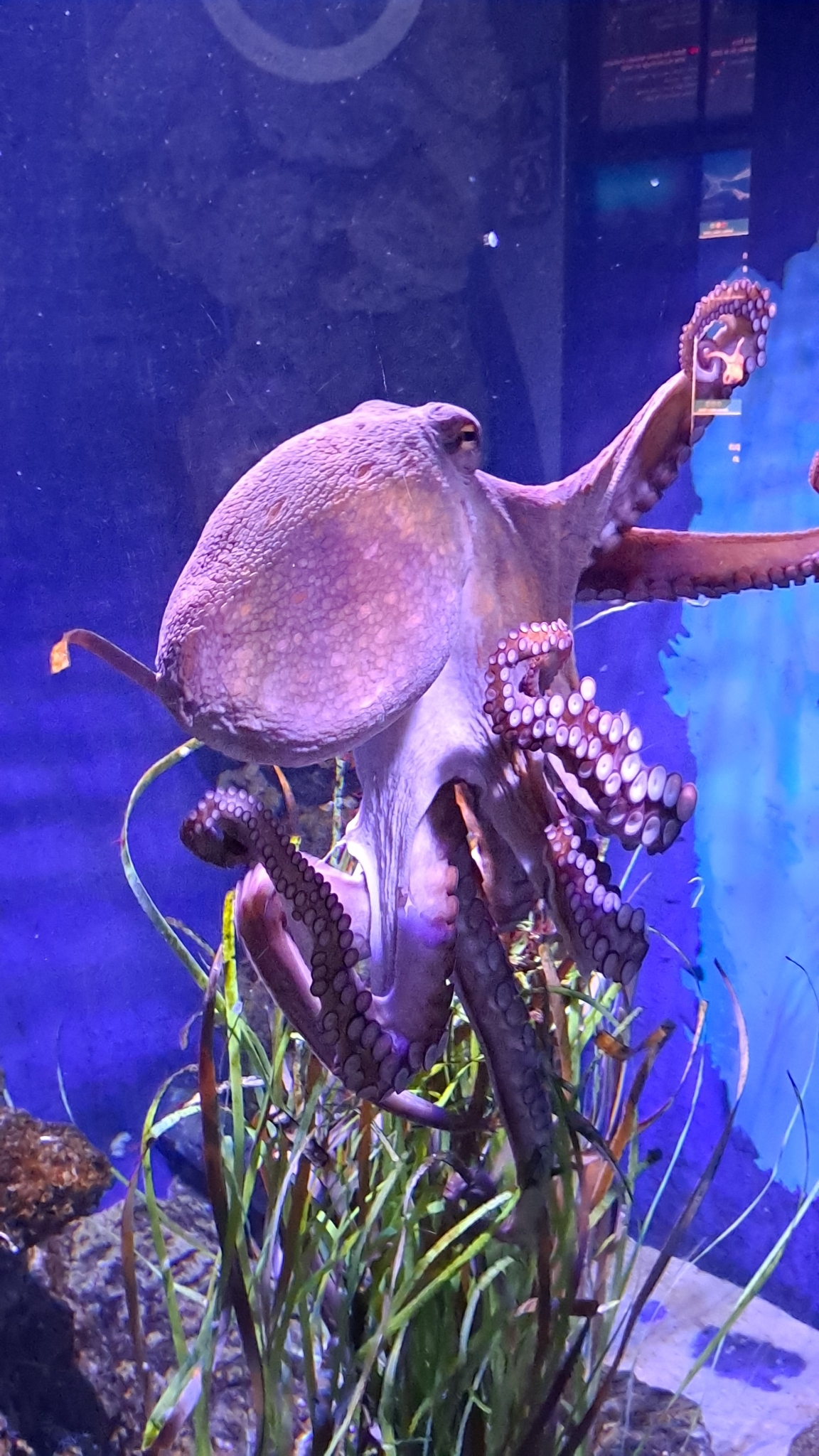 マダコ, achtarm, almindelig ottearmet blæksprutte, attaarmade bläckfiskar, azeiz, chobotnice pobřežní, common atlantic octopus, common european octopus, common octopus, gemeiner krake, gemeiner octopus, gewöhnlicher krake, gewone achtarm, gewone octopus