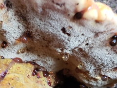 Inonotus quercustris