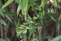 Zanthoxylum schinifolium