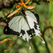 Papilio dardanus - Photo (c) jean hirons, algunos derechos reservados (CC BY-NC), subido por jean hirons