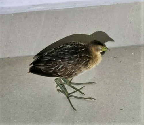 iNaturalist image