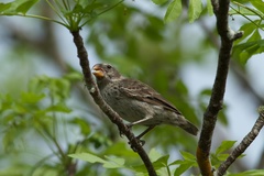 Platyspiza crassirostris