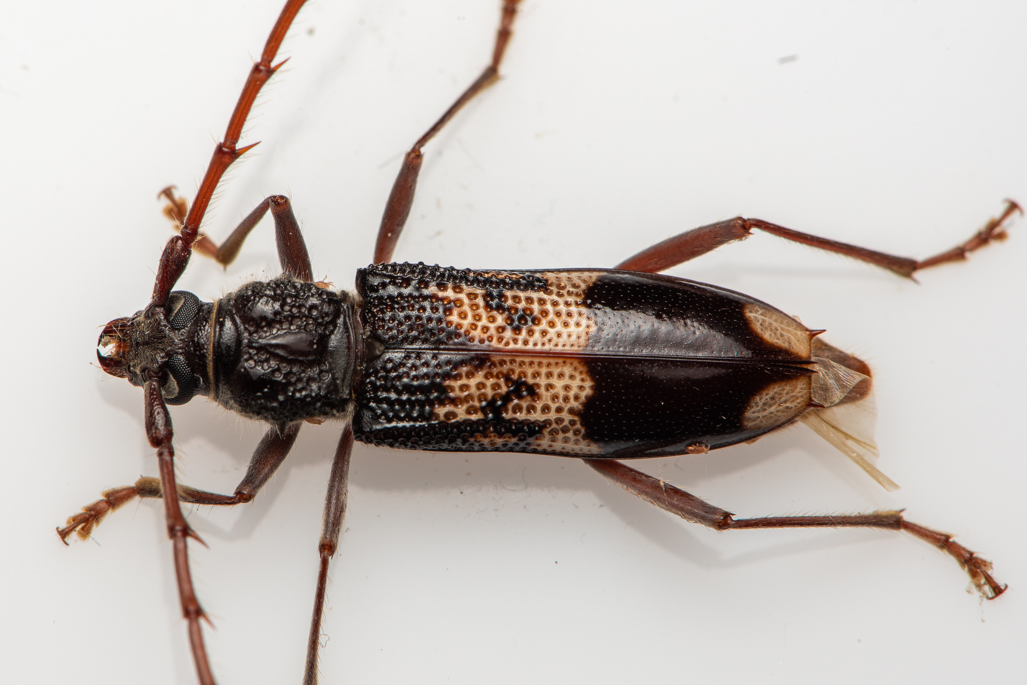 標本 Australia Themognatha fortnumi 29mm Fortumii Jewel Beetle (Temognatha fortumii) in Deep Shadow