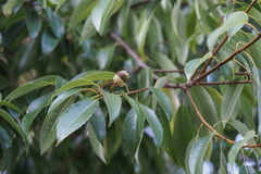 Quercus myrsinifolia