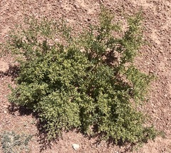 Tetraena cylindrifolia image