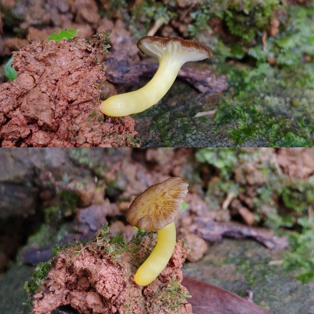 Hygrocybe melleofusca