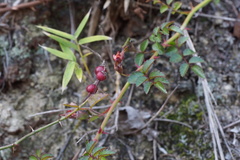 Rosa lucieae