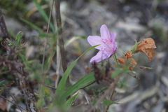 Rhododendron macrosepalum
