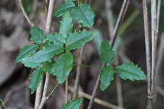 Akebia trifoliata