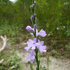 Verbena xutha