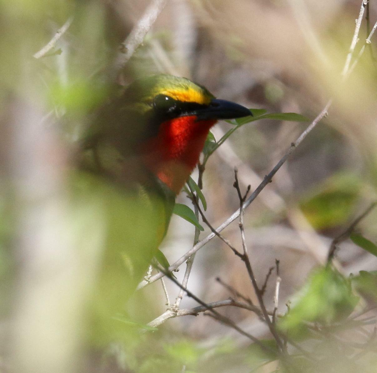 Four-coloured Bushshrike illustration