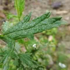 Verbena xutha