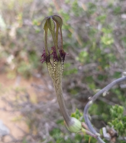 Ceropegia fimbriata