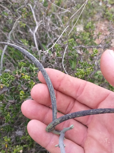 Ceropegia fimbriata