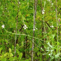 Verbena xutha