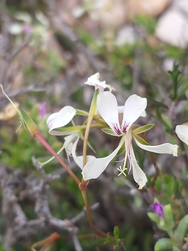 Image of Pelargonium karooicum by (c) kevin koen, some rights reserved (CC BY-SA)