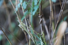 Akebia trifoliata