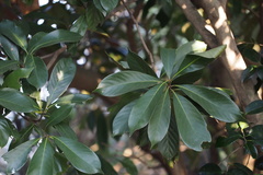 Lithocarpus edulis
