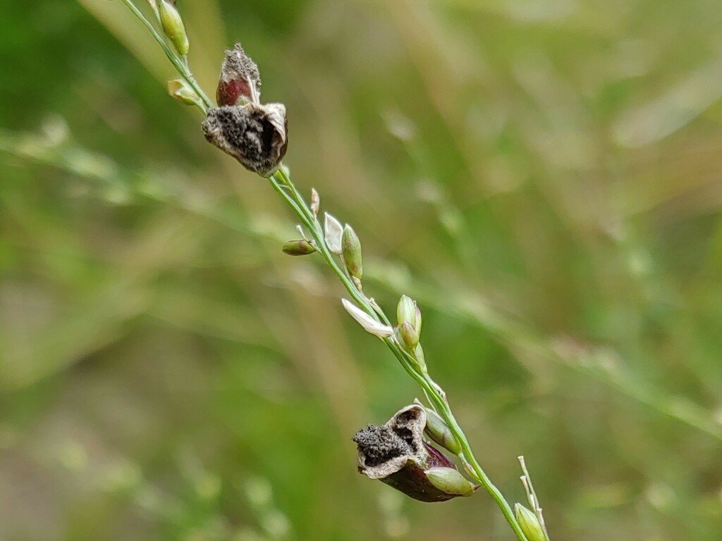 Ustilaginomycotina