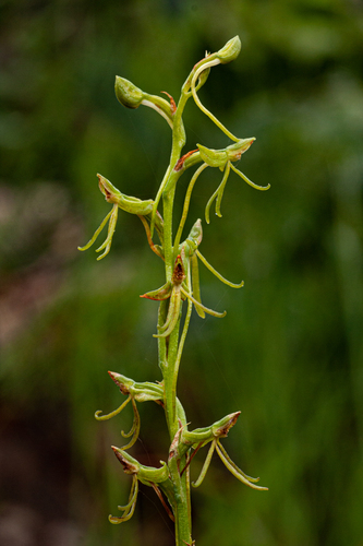 Habenaria filicornis image