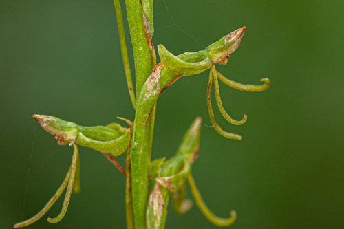 Habenaria filicornis image