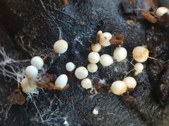 Murcha-de-Sclerotium (Sclerotium rolfsii)