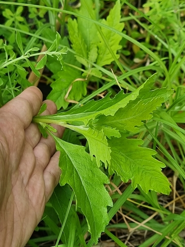 Dysphania ambrosioides image