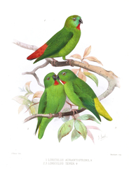 Orange-Fronted Hanging Parrot photo 3