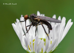 Empis genualis