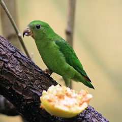 Blue-Crowned Hanging-Parrot photo 2